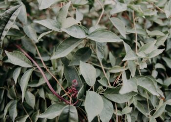 green leafed plant